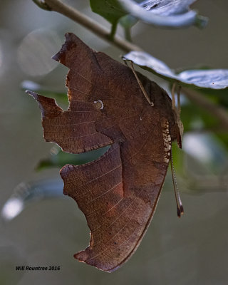 5F1A2786 Question Mark.jpg