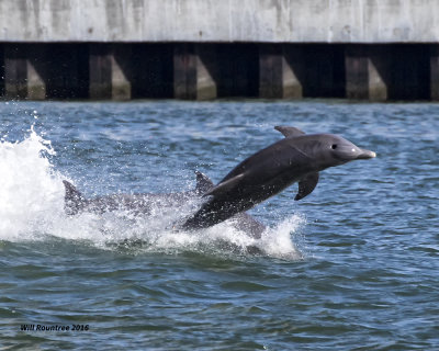 5F1A3222 Dolphin.jpg