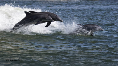 5F1A3225 Dolphins.jpg