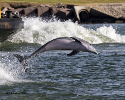 5F1A3231 Dolphin.jpg