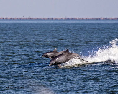 5F1A1830 Dolphins.jpg