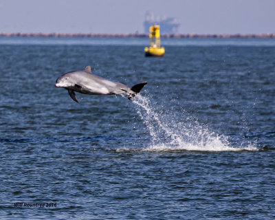 5F1A1833 Dolphin.jpg