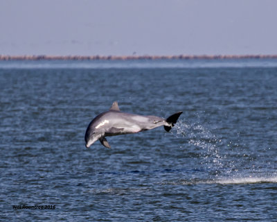 5F1A1834 Dolphin.jpg