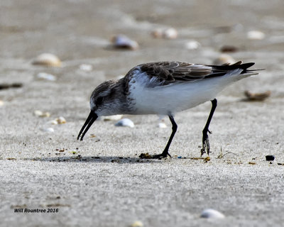 5F1A2923 Semi-palmated Sandpiper.jpg