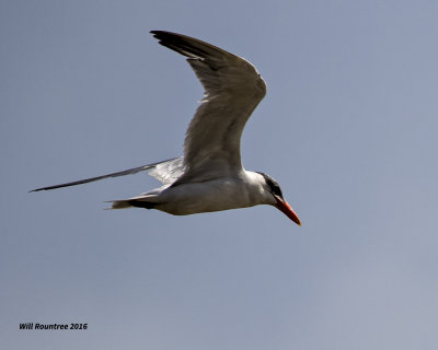 5F1A2954 Caspian Tern.jpg