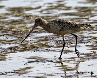 5F1A2984 Marbled Godwit.jpg
