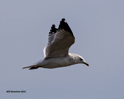 5F1A3050 Herring Gull.jpg