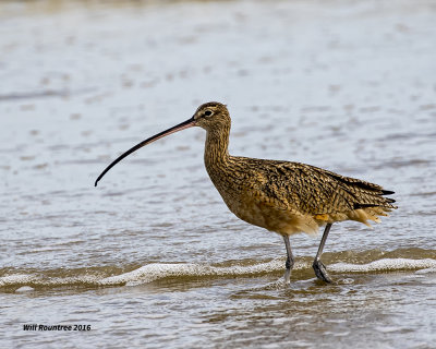 5F1A3118 Longbill Curlew.jpg