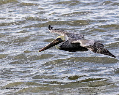 5F1A3137 Brown Pelican.jpg