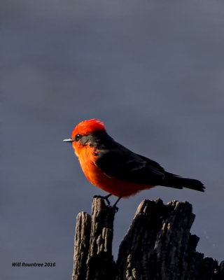 5F1A3322 Vermillion Flycatcher.jpg