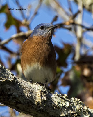 5F1A3360 Eastern Bluebird.jpg