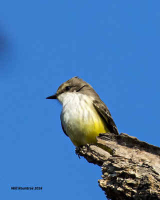 5F1A3377Vermillion Flycatcher f juv.jpg