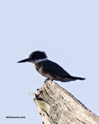 5F1A3392 Belted Kingfisher.jpg
