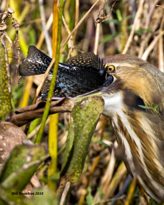 5F1A3426 American Bittern.jpg
