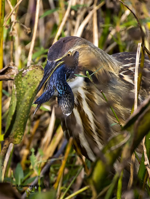 5F1A3433 American Bittern.jpg