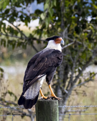 5F1A3530 N. Caracara.jpg