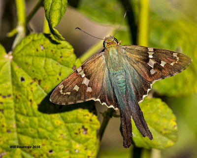 5F1A3266 Longtail Skipper.jpg