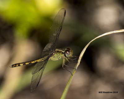 5F1A3283 dragon.jpg
