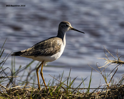 5F1A3610 Lesser Yellowlegs.jpg