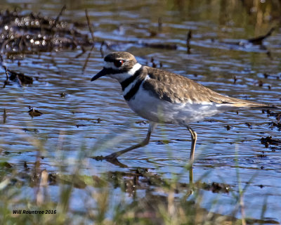 5F1A3615 Killdeer.jpg