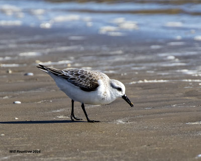 5F1A3630 Sanderling.jpg