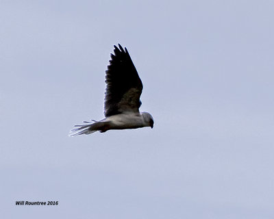 5F1A3924 White-tailed Kite.jpg