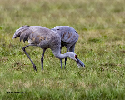 5F1A3953 Sandhill Cranes.jpg