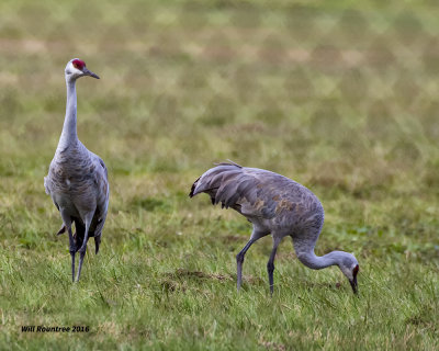 5F1A3982 Sandhill Cranes.jpg