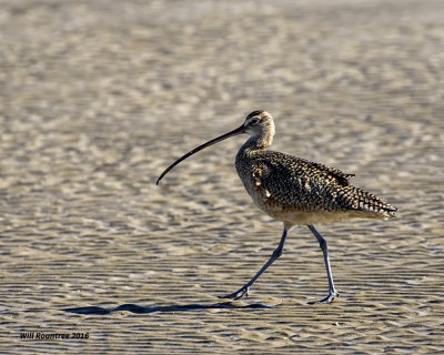 5F1A3849 Longbill Curlew.jpg