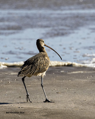 5F1A3858 Longbill Curlew.jpg