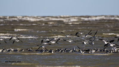 5F1A3658 American Avocets.jpg