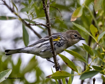 5F1A4236 Myrtle Warbler.jpg