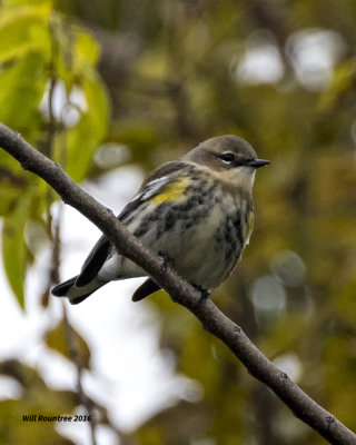 5F1A4295 Myrtle Warbler.jpg