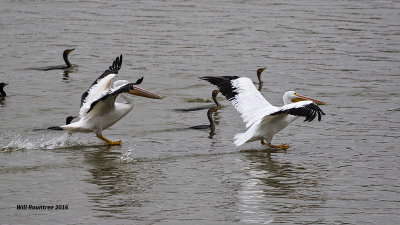 5F1A4337 American White Pelican.jpg