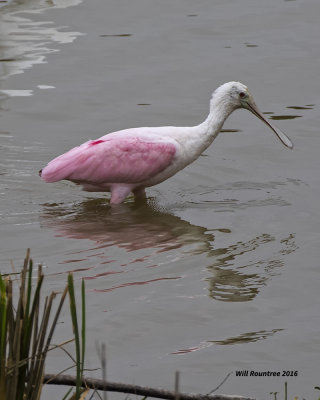 5F1A4346 Roseate Spoonbill.jpg