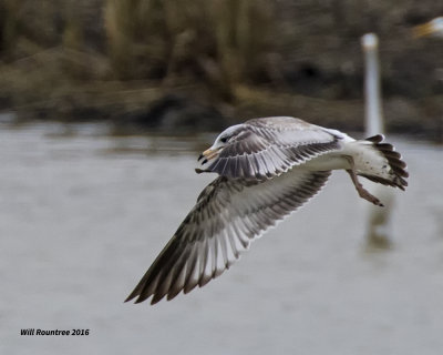 5F1A4353 Ring-bill Gull.jpg