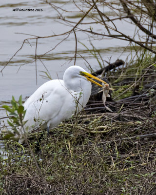 5F1A4361 Great Egret.jpg