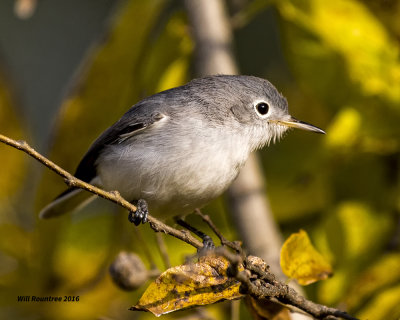 5F1A4527 Blue-gray Gnatcatcher.jpg