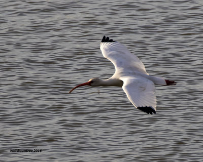 5F1A4571 White Ibis.jpg