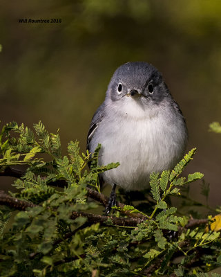 5F1A4594 Blue-gray Gnatcatcher.jpg