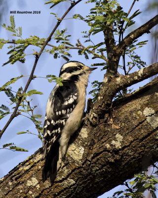 5F1A4691 Downey Woodpecker.jpg