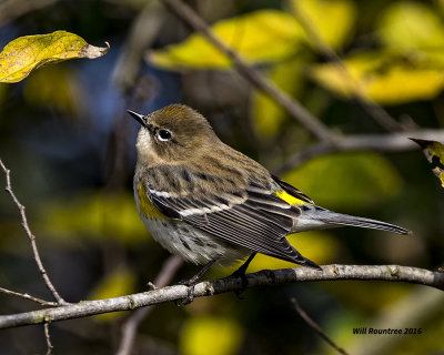 5F1A4731 Myrtle Warbler.jpg