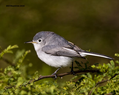 5F1A4636 Blue-gray Gnatcatcher.jpg