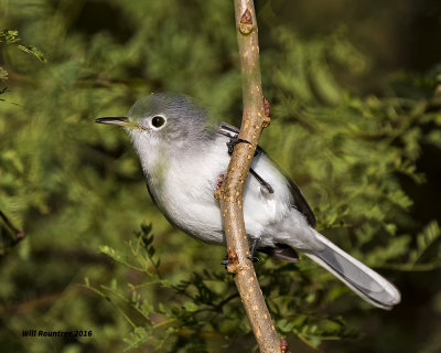 5F1A4649 Blue-gray Gnatcatcher.jpg