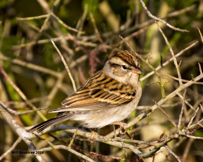 5F1A4493 Chipping Sparrow.jpg