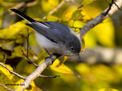 5F1A4502 Blue-gray Gnatcatcher.jpg