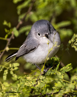 5F1A4644 Blue-gray Gnatcatcher.jpg