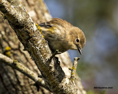 5F1A4657 Myrtle Warbler.jpg