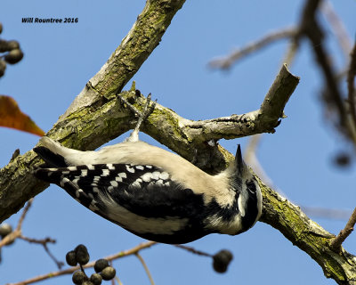 5F1A4715 Downey Woodpecker.jpg