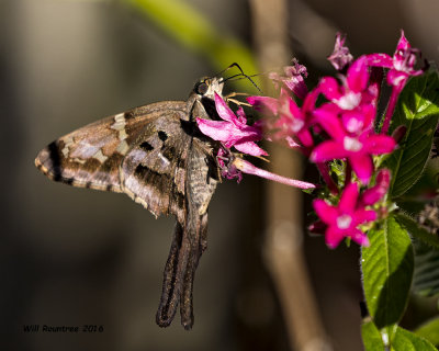 5F1A4913 Long-tail Skipper.jpg